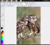 Бесплатные аналоги Adobe Photoshop для Mac OS X Запись и воспроизведение видео рисования